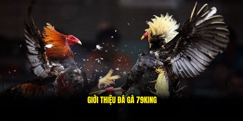 Đá gà 79king là một trong những sảnh cược được yêu thích