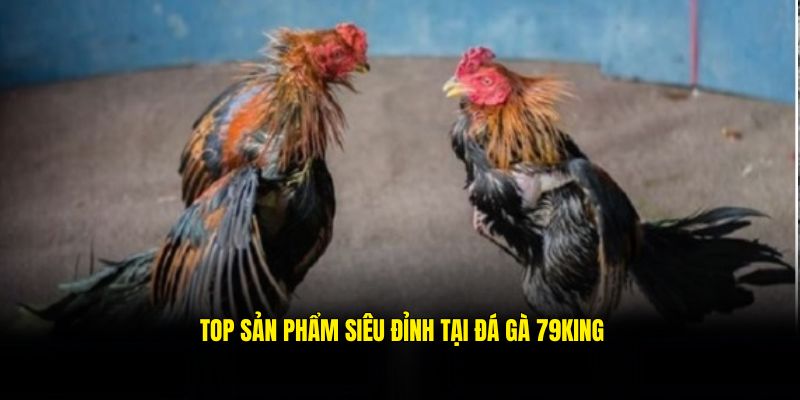 Top các hình thức đá gà cực hot tại 79king