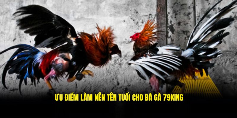Ưu điểm làm nên sức hút cho sảnh đá gà 79king