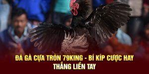 Đá Gà Cựa Tròn 79KING - Bí Kíp Cược Hay, Thắng Liền Tay