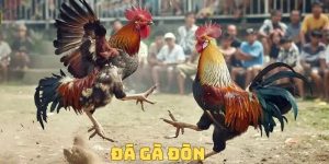 Đá Gà Đòn Bách Thắng - Kinh Nghiệm Nuôi Và Chăm Sóc 2025