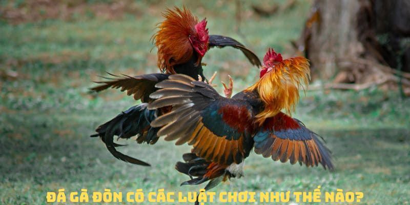 Luật chơi đá gà đòn dễ dàng chính xác nhất