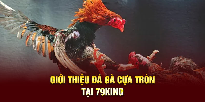 Giới thiệu đá gà cựa tròn tại 79KING