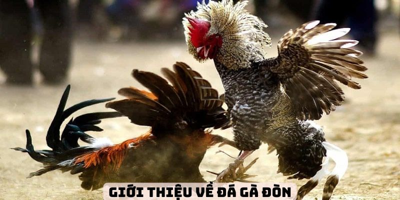 Khái quát về đá gà đòn bách chiến bách thắng tại 79king