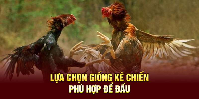 Lựa chọn giống kê chiến phù hợp để đấu